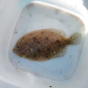 画像: 《近海産海水魚》タマガンゾウビラメ(画像の個体です)…ハンドコート採取