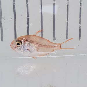 画像: 《近海産海水魚》【ウルトラレア個体】キンメダマシの幼魚(1匹)…深海ハンドコート採取