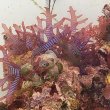 画像3: 《近海産海洋生物》LWL(海洋生物集合体)…ハンドコート採取