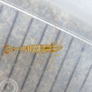 画像: 《近海産甲殻類》餌用イソスジエビ(10匹セット)…当店ハンドコート採取