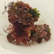 画像2: 《近海産海洋生物》LWL(海洋生物集合体)…ハンドコート採取