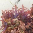 画像6: 《近海産海洋生物》LWL(海洋生物集合体)…ハンドコート採取