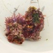 画像8: 《近海産海洋生物》LWL(海洋生物集合体)…ハンドコート採取