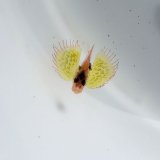 画像: 《近海産海水魚》【ウルトラレアサイズ】フサカサゴ科の一種？（画像の個体です）・・ハンドコート採取