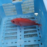 画像: 《近海産海水魚》☆★エビスダイ(画像の個体です)白点タイプ…ハンドコート採取