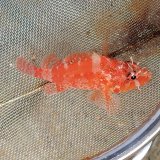 画像: 《近海産海水魚》イソカサゴ(深場採取)…ハンドコート採取
