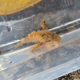 画像: 《近海産海水魚》【珍】ヤセオコゼ　（熊野灘産）…ハンドコート採取