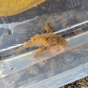 画像: 《近海産海水魚》【珍】ヤセオコゼ　（熊野灘産）…ハンドコート採取