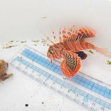 画像: 《近海産海水魚》セトミノカサゴ（SMサイズ）1匹…ハンドコート採取