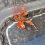 画像: 《近海産海水魚》ヒメサツマカサゴ（画像の美個体です）…ハンドコート採取