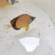 画像4: 《近海産海水魚》【熊野灘産】シラコダイ(Sサイズ)1匹…ハンドコート採取