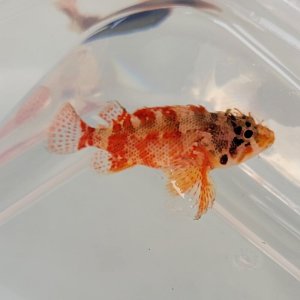 画像: 《近海産海水魚》イソカサゴ(SMサイズのフリー個体)…ハンドコート採取