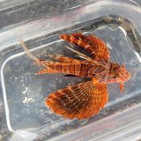 画像: 《近海産海水魚》セトミノカサゴ（画像の個体です）88…ハンドコート採取