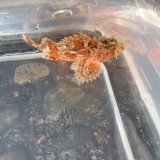 画像: 《近海産海水魚》フサカサゴ科の一種（画像の個体です）・・ハンドコート採取