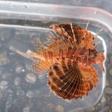 画像: 《近海産海水魚》【Sサイズ】セトミノカサゴ（画像の個体です）スレ有り…ハンドコート採取