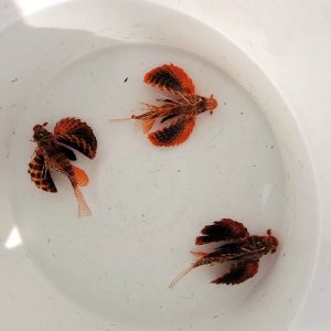 画像: 《近海産海水魚》【熊野灘産】セトミノカサゴ（Sサイズ）1匹…ハンドコート採取