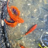 画像: 《近海産海水魚》【Lサイズ】セトミノカサゴ（画像の個体です）スレ有り…ハンドコート採取