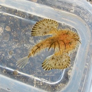 画像: 《近海産海水魚》【激レアサイズ】キアンコウ幼魚(遊泳型)…ハンドコート採取