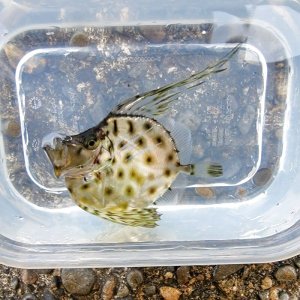 画像: 《近海産海水魚》☆☆☆カガミダイ幼魚(画像の個体です)…ハンドコート採取