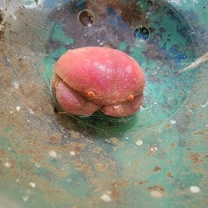 画像: 《近海産甲殻類》マルタマオウギガニ(画像の個体です)
