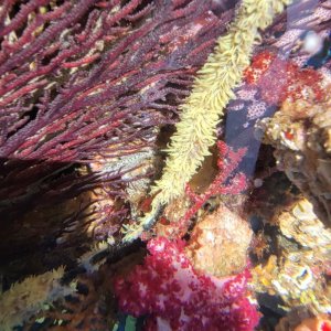 画像: 《近海産海洋生物類》ムチカラマツ　イエロ－(画像のポリプ色です)…10センチカット物