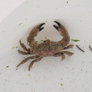 画像: 《近海産甲殻類》オウギガニ科の1種…ハンドコート採取