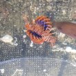 画像5: 《近海産海水魚》セトミノカサゴ（SMサイズ）1匹…ハンドコート採取