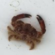 画像2: 《近海産甲殻類》オウギガニ科の1種No.2…ハンドコート採取