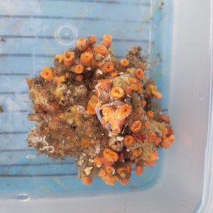 画像: 《近海産海洋生物》キサンゴの一種