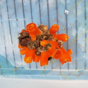 画像: 《近海産海洋生物》エントウキサンゴ