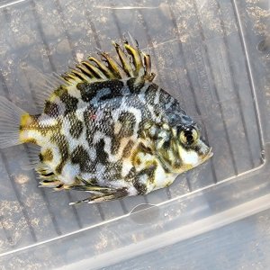 画像: 《近海産海水魚》☆☆ツボダイ幼魚(画像の個体です)…ハンドコート採取