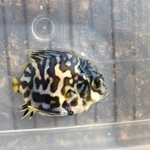 画像: 《近海産海水魚》☆☆ツボダイ幼魚…ハンドコート採取