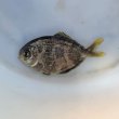 画像1: 《外洋性海水魚》スジハナビラウオ幼魚…近海ハンドコート採取