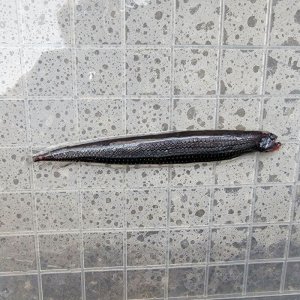 画像: 《外洋性深海魚》【88】ワニトカゲギス目の1種（画像の個体です）…冷凍個体