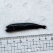 画像7: 《外洋性深海魚》クロトカゲギスの仲間（画像の個体です）425(4)…冷凍個体