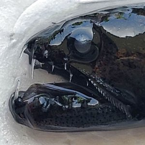 画像: 《外洋性深海魚》クロトカゲギスの仲間（画像の個体です）425(4)…冷凍個体