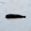 画像6: 《外洋性深海魚》クロトカゲギスの仲間（画像の個体です）425(4)…冷凍個体