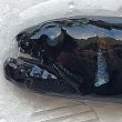 画像2: 《外洋性深海魚》クロトカゲギスの仲間（画像の個体です）425(4)…冷凍個体