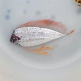 画像: 《近海産深海魚》【激レア】冷凍フリソデウオ（画像の個体です）‥約15センチ±