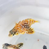 画像: 《近海産海水魚》☆☆ツボダイ幼魚(画像の個体です)…ハンドコート採取