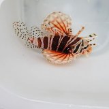 画像: 《近海産海水魚》キリンミノカサゴ(MLサイズ)…ハンドコート採取