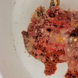 画像: 《近海産海水魚》【激美カラー】オオモンカエルアンコウ（画像の個体です）…ハンドコート採取