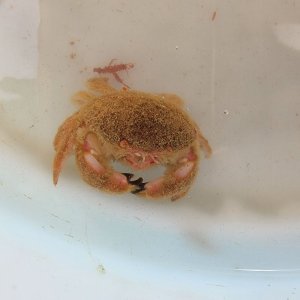 画像: 《近海産甲殻類》マルタマオウギガニ(画像の個体です)