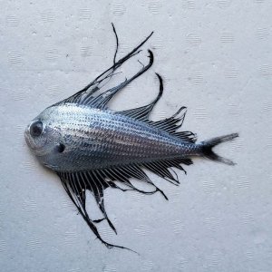 画像: 《外洋性深海魚》【激レア】☆★☆冷凍リュウグウノヒメ(15センチ）…画像の個体です（研究用・標本用・剥製用）