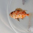 画像2: 《近海産海水魚》キントキダイ科の幼魚(画像の個体です)…ハンドコート採取