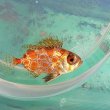 画像1: 《近海産海水魚》キントキダイ科の幼魚(画像の個体です)…ハンドコート採取