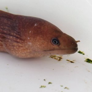 画像: 《近海産海水魚》☆★【珍種】ウツボ科の１種（画像の個体です)…ハンドコート採取