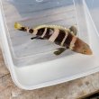 画像2: 《近海産海水魚》アオハタ幼魚…ハンドコート採取