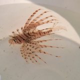 画像: 《近海産海水魚》ミノカサゴ(Sサイズ)…ハンドコート採取