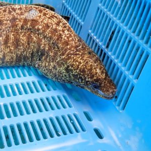 画像: 《近海産海水魚》☆アミメウツボの極太個体（2Lサイズ)…ハンドコート採取